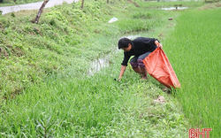 Nuôi lươn đồng, ra đồng bắt lươn giống về nuôi trong chậu nhựa, thanh niên nghèo tỉnh Hà Tĩnh nuôi chí làm giàu