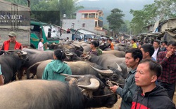 Giá bò hơi hôm nay: Thương lái săn mua bò thịt, trâu béo, chở cả xe tải lên biên giới bán cho lái Trung Quốc