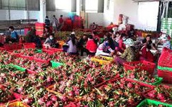 Trung Quốc tăng mua, trái cây Việt Nam lên giá nông dân phấn khởi