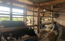 Gia Lai: Nuôi bò "khổng lồ" bán giá 50-60 triệu đồng/con, nông dân thu lãi đậm