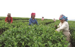Lai Châu: Xây dựng hơn 200 mô hình nông dân liên kết sản xuất hiệu quả nhờ vốn Quỹ Hỗ trợ nông dân