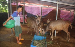 Từ khốn khổ vì hồ tiêu, đến bỏ túi nửa tỷ mỗi năm nhờ "liều" nuôi hươu, nai