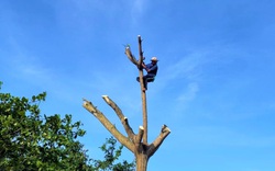 "Vua khỉ" miền Tây 10 giây leo cây dừa cao hơn chục mét