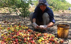 Bình Thuận: Đã gần hết tháng Giêng, vì sao các chủ vườn trồng cây ra thứ trái có hạt lộn ra ngoài lại kém vui?