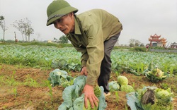 Nghệ An, Hà Tĩnh: Rau xanh chất đống nông dân không buồn thu hoạch, để thối làm phân