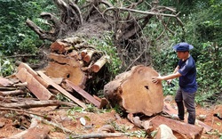 Gia Lai: Khởi tố, chuyển cơ quan công an điều tra vụ cây giáng hương cổ thụ bị cưa hạ