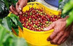 Giá nông sản hôm nay 5/3: Cà phê giảm sâu, tiêu nối đà tăng