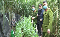 Lạng Sơn: Phát hiện hai anh em trồng hàng trăm cây thuốc phiện trong vườn nhà
