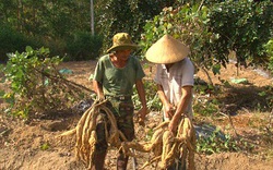 Đồng Nai: Trồng loại dây dại, rễ biến thành củ trên vùng đất xám, anh nông dân nhanh chóng giàu to