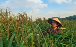 Thái Nguyên: Xây dựng chuỗi liên kết và tiêu thụ sản phẩm nếp Vải Phú Lương 