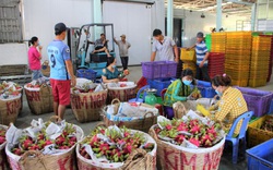 Long An: Giá thanh long lại tăng gấp 5 lần, 10 hộ trồng thanh long thì có tới 8 hộ buồn, vì sao?