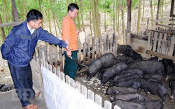 Bình Định: Loài heo đen đặc sản cho ăn chuối rừng, rau dại, không phải lo đầu ra