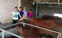 Các mô hình trồng trọt, chăn nuôi ở Hà Nội được vay vốn ưu đãi mang lại hiệu quả kinh tế cho nông dân