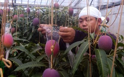 Hé lộ bí mật của nông dân Nhật tạo ra quả xoài có giá trăm triệu đồng