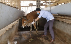 Thái Nguyên: Bệnh viêm da nổi cục trên trâu bò lây lan thêm tại 2 huyện 