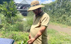 Đồng Nai: Chàng trai "bỏ" phố về quê trồng chanh, chỉ vặt lá bán cũng thu tiền tỷ