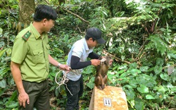 Bình Định: Thả cu li, khỉ quý hiếm…. về rừng tự nhiên