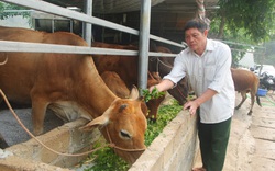 Sơn La: "Biến" bò gầy giơ xương thành bò béo mập, một ông nông dân kiếm hơn nửa tỷ mỗi năm dễ như ăn kẹo