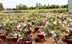 Đồng Tháp: "Phát sốt" với cây những cây sứ trổ bông màu hồng ở TP Sa Đéc, cây to giá bán tiền triệu