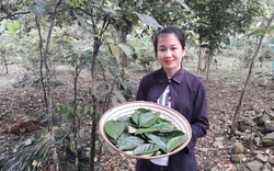 Yên Bái: Trồng cây lạ lùng, tên nghe mắc cười, cứ đụng vào là thơm nức mũi, khách tranh nhau mua mà không đủ bán