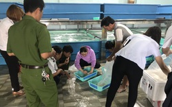 Khánh Hòa: Lực lượng chức năng xử phạt cơ sở cung cấp tôm hùm giống 15 triệu đồng