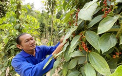 An Giang: Trồng tiêu kiểu độc lạ trên núi, không cần đào hố làm trụ, bán giá 120.000 đồng/kg thương lái vẫn hỏi mua