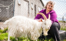 Gặp gỡ người phụ nữ đã cứu loài dê Iceland thoát khỏi bờ vực tuyệt chủng