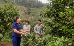 Yên Bái: Trồng lung tung đủ loại cây, nông dân nơi này thu nhập vài trăm triệu mỗi năm