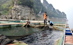 Tuyên Quang: Vùng đất này dân đổi đời nhờ nuôi cá đặc sản trên hồ mênh mông, có nhà thu tiền tỷ