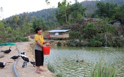 Khởi nghiệp từ vài con vịt xiêm, một phụ nữ Cơ Tu vươn lên làm giàu, không thiếu của ăn của để