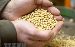Argentina tiếp tục dẫn đầu thế giới về xuất khẩu bột đậu tương
