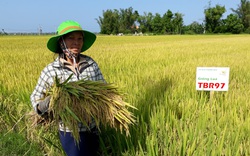 2 giống lúa mới trĩu bông trên đồng đất xứ Quảng, nông dân thích mê 