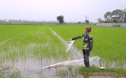 Hà Nam: Chi hàng trăm triệu đồng nhờ công ty diệt chuột, đồng ruộng của nông dân vẫn bị phá