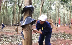 Trung Quốc có hẳn chính sách riêng cho ngành này, xuất khẩu một loại nông sản của Việt Nam lập tức tăng tới 6.292%