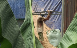 Bình Định: Mang khẩu trang trong nhà cả ngày vì xí nghiệp chế biến lâm sản Bông Hồng gây ô nhiễm