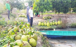 Giá mít Thái hôm nay 14/4: Lái cắt mít rồi "đạp" xuống toàn mít Kem, nhà vườn sót hết cả ruột, giá mít giảm rồi