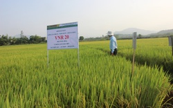Nông dân mê tít hàng loạt giống lúa mới của VinaSeed trên đất Bình Định
