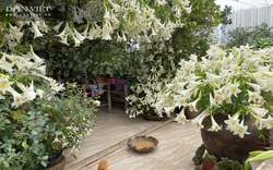 Choáng ngợp trước sân thượng "phủ trắng" 3500 bông hoa loa kèn 