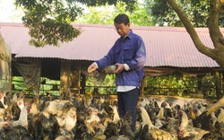 Hà Nội: Nuôi gà đặc sản thả đồi, chân không chì, thịt, xương đen sì, chỉ việc nuôi không lo bán