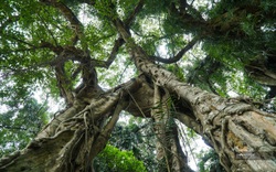 Cận cảnh cây "ma làng" 800 năm tuổi tại vùng núi Hòa Bình