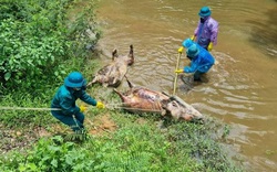 Công an vào cuộc điều tra vụ nhiều lợn chết nổi dọc khe nước