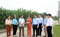 Hà Tĩnh: Mô hình nông nghiệp công nghệ cao cho nông dân lãi tiền tỷ