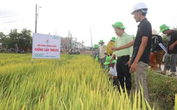 Khánh Hòa: Giống lúa TBR225 gạo ngon, cơm mềm - năng suất ra sao mà nông dân mê mẩn?