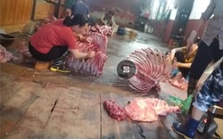 Hà Nội: Lò mổ gia súc không phép “tra tấn” người dân quận Hoàng Mai