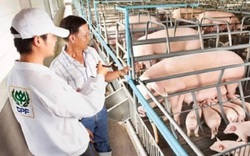 Hưởng lợi nhờ giá lợn hơi đạt mức cao lịch sử, C.P Việt Nam thu về 3,4 tỷ USD trong năm 2020