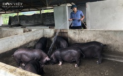 Lai Châu: Ông nông dân bỏ nghề vôi vữa về quê nuôi những con 4 chân nào mà cứ sáng ra là có 1 triệu?