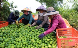 Long An: Trồng chanh công nghệ cao, hái hàng tấn trái bán sang châu Âu