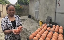 “Nữ tướng” chỉ huy trại 35.000 con gà thu lãi đều tay nhờ nuôi gà sinh học