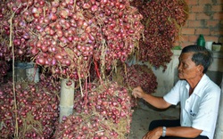 Hành tím Trung Quốc siêu rẻ 3.000 đồng/kg tràn sang, hành tím Vĩnh Châu giảm giá theo, tồn đọng kỷ lục 50.000 tấn