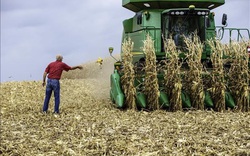 Thị trường nông sản Mỹ biến động trái chiều